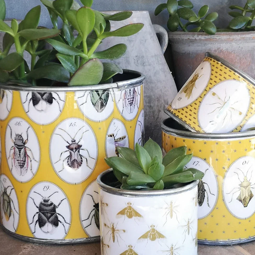 Casa Verde Tin Planter Bugtasia Dijon Set of 4 (15x15cm)