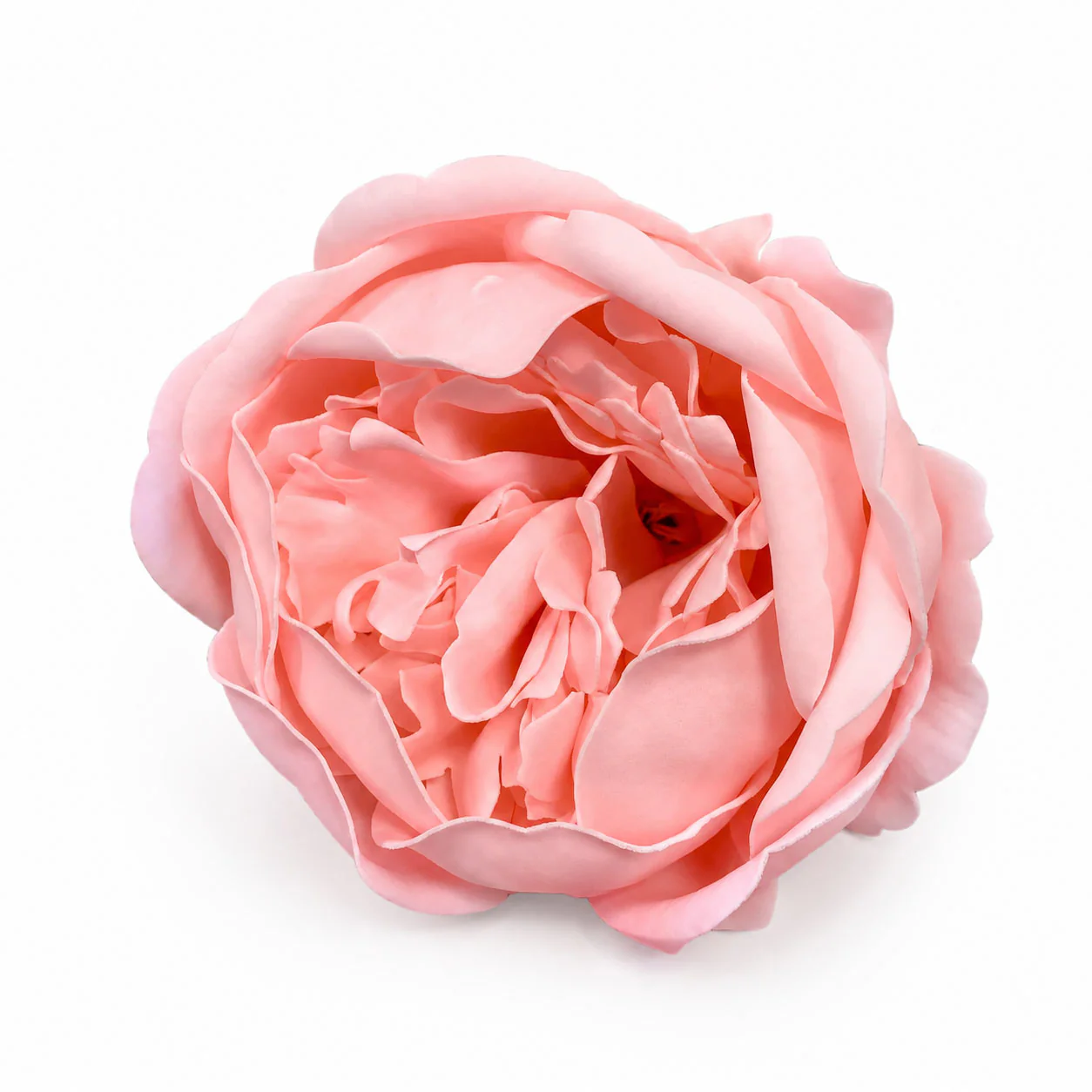 Ancient Wisdom - Craft Soap Flower - Ext Large Peony - Pink