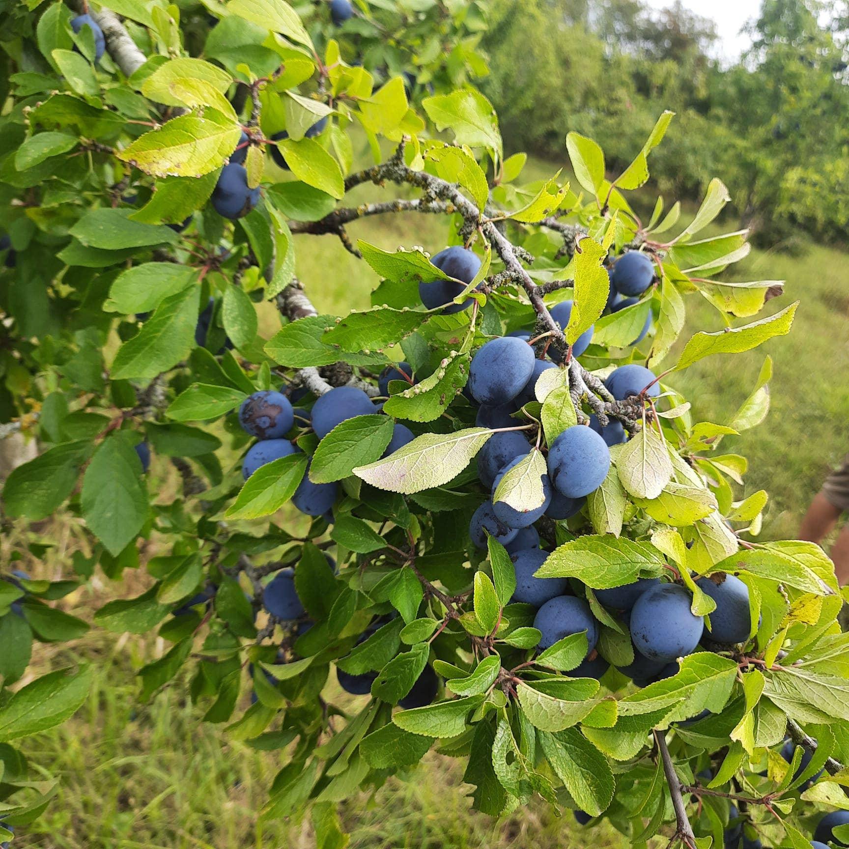 Fruits of the Forage - Damson & Sloe Chutney (200g) - Image 2