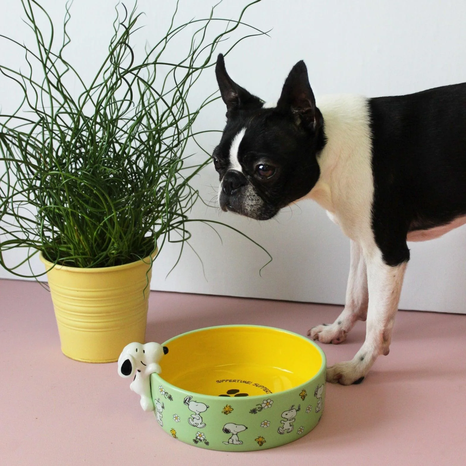 House Of Disaster Peanuts Dog Bowl (21cm)