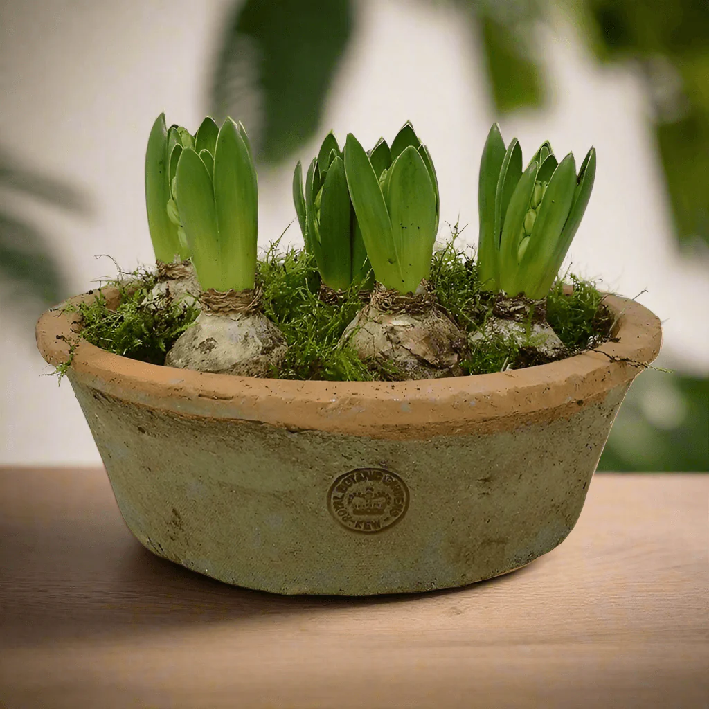Kew Gardens Terracotta Dish Planter - Antique Red (25x8.5cm)