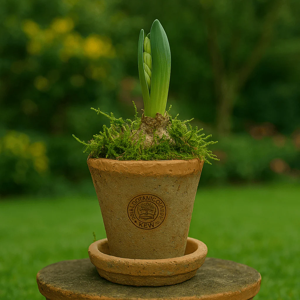 Kew Gardens Terracotta Petite Pot - Antique Red (10x7cm)