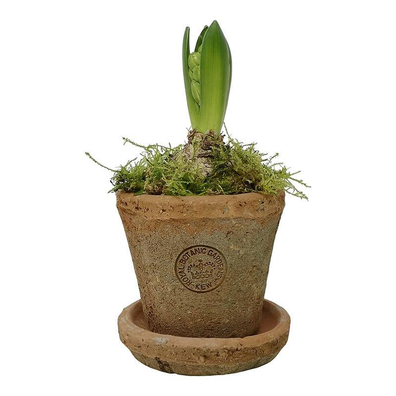 Kew Gardens Terracotta Petite Pot - Antique Red (10x7cm) - Image 2