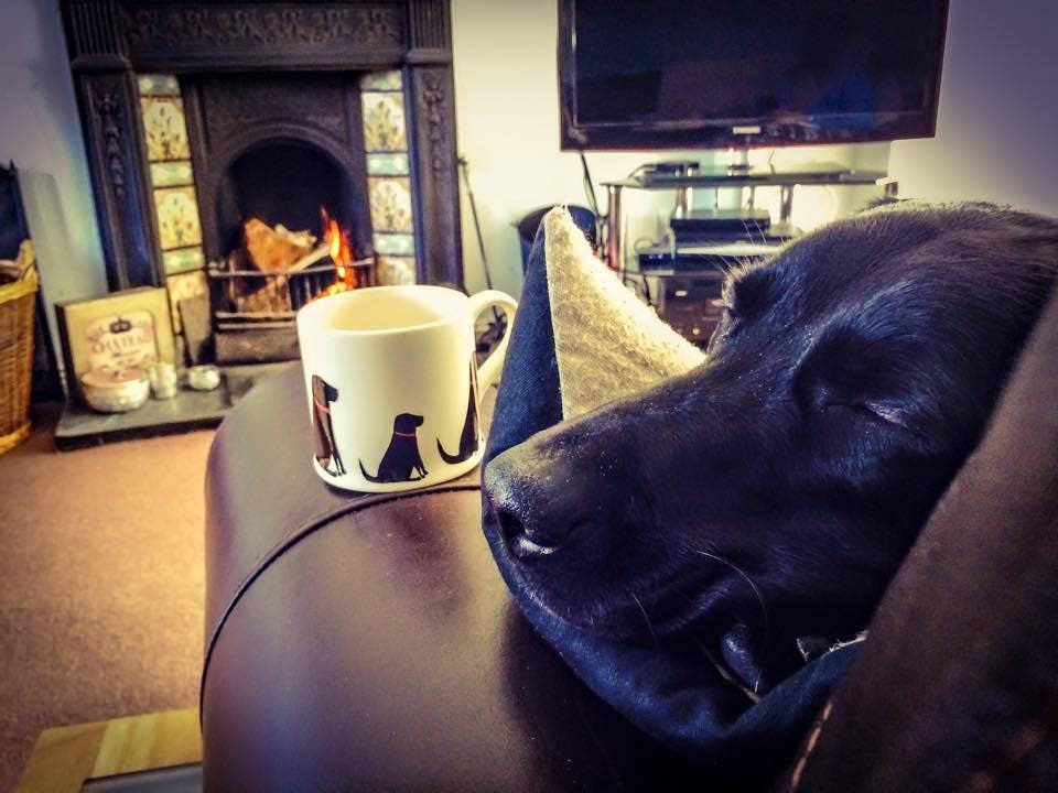 Sweet William Mischievous Mutts Dog Mug - Black Labrador - Image 4