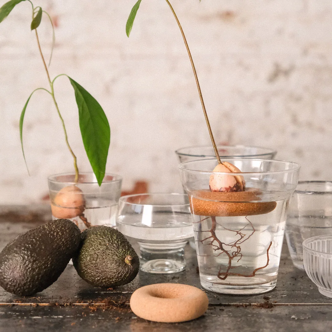 Pepin Avocado Float x Gigi - Image 2