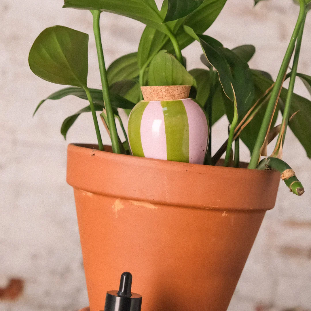 Pepin Olla - Green and lilac stripes - Image 2