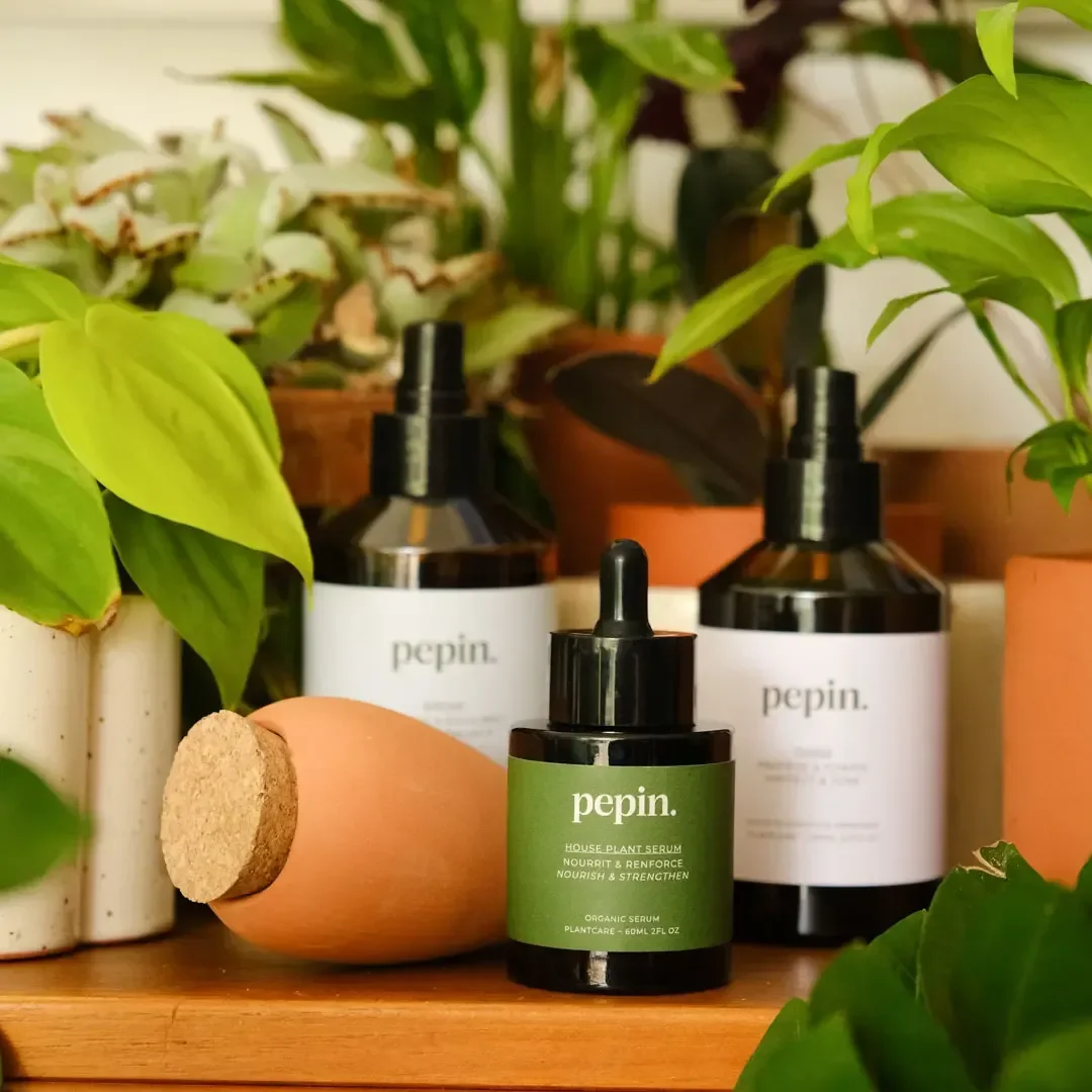 Pepin Olla - Plantcare routine - Image 3