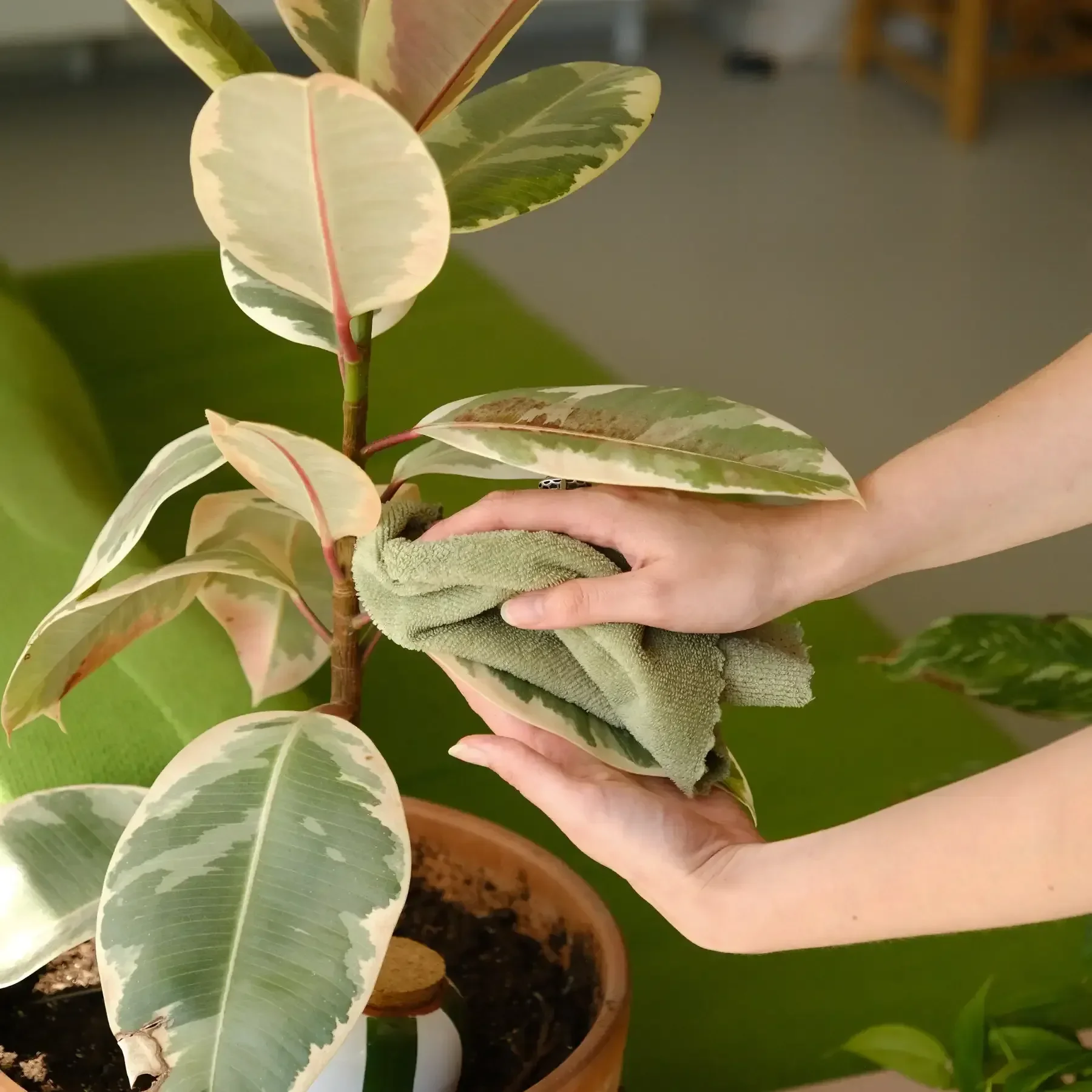 Pepin Olla - Plantcare routine - Image 4