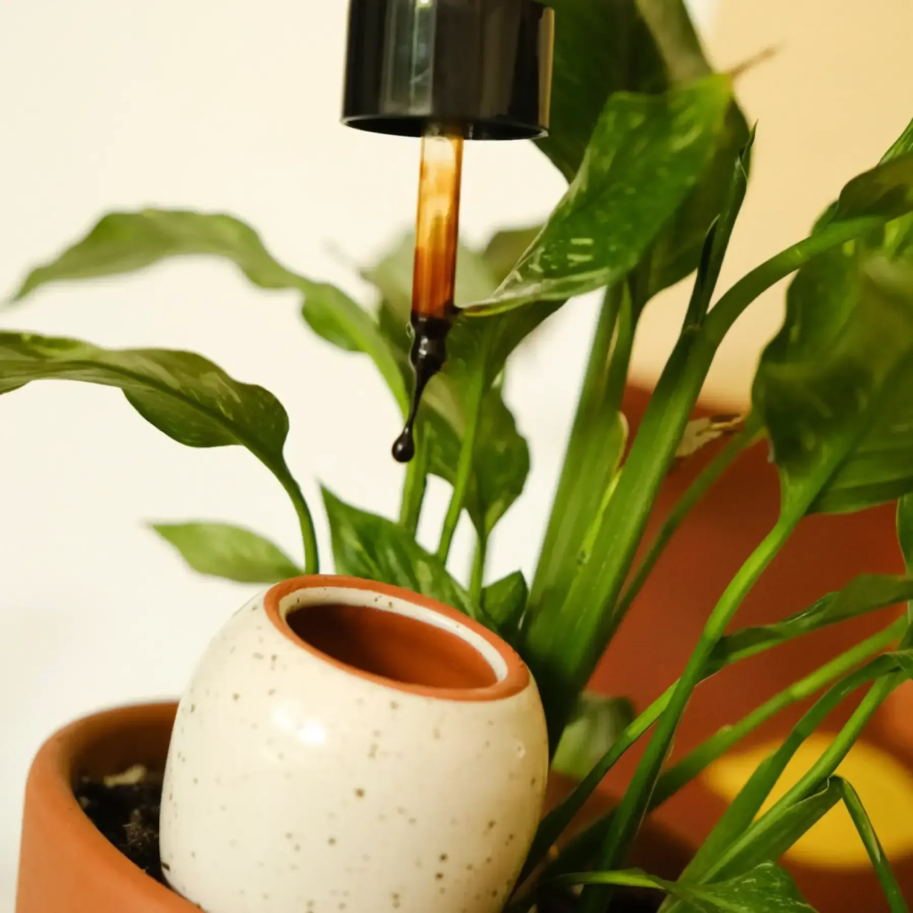 Pepin Olla - Plantcare routine - Image 5