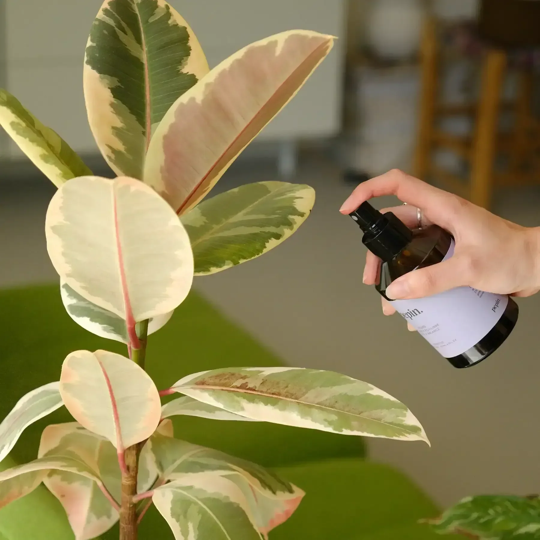 Pepin Olla - Plantcare routine - Image 6