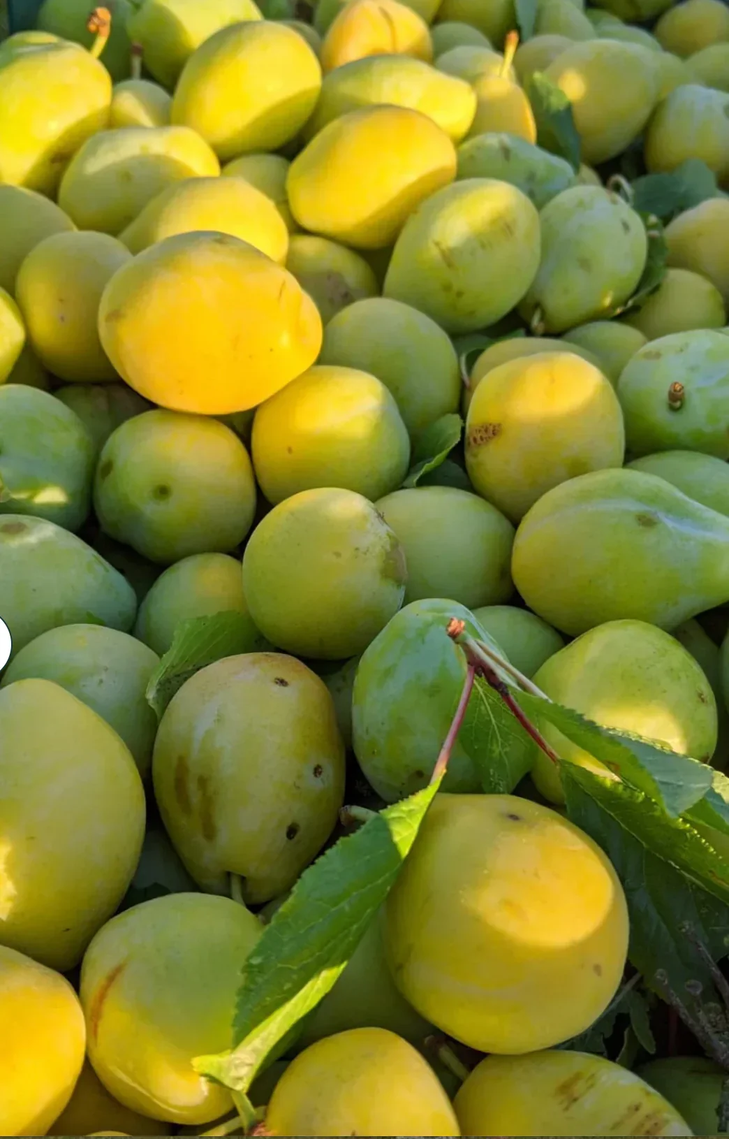 Fruits of the Forage - Plum & Habanero Chilli Jam (210g) - Image 3