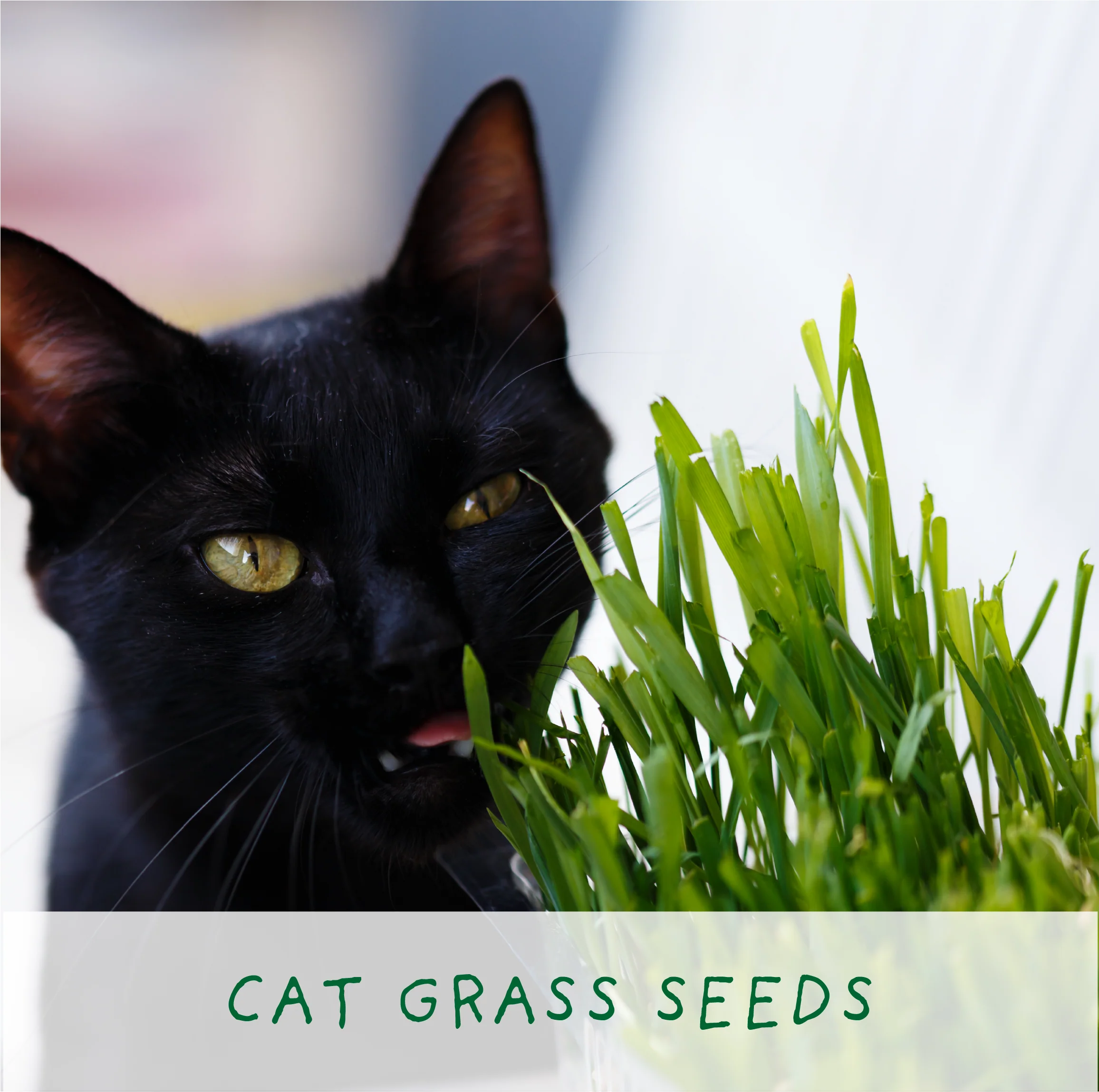The Plant Gift Co. Purrfect Treat Eco Grow Your Own Plant Kit - Image 5