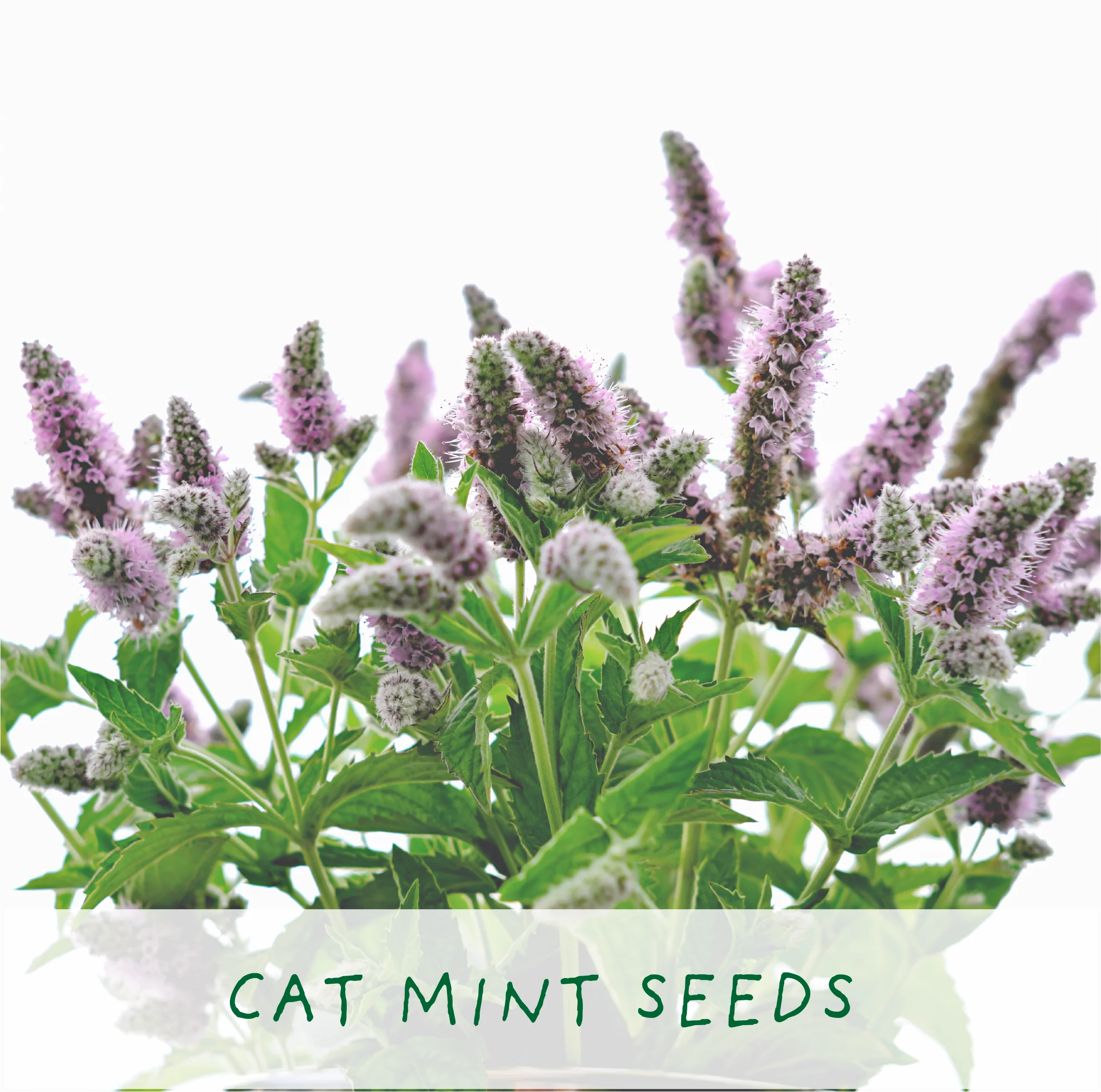 The Plant Gift Co. Purrfect Treat Eco Grow Your Own Plant Kit - Image 6