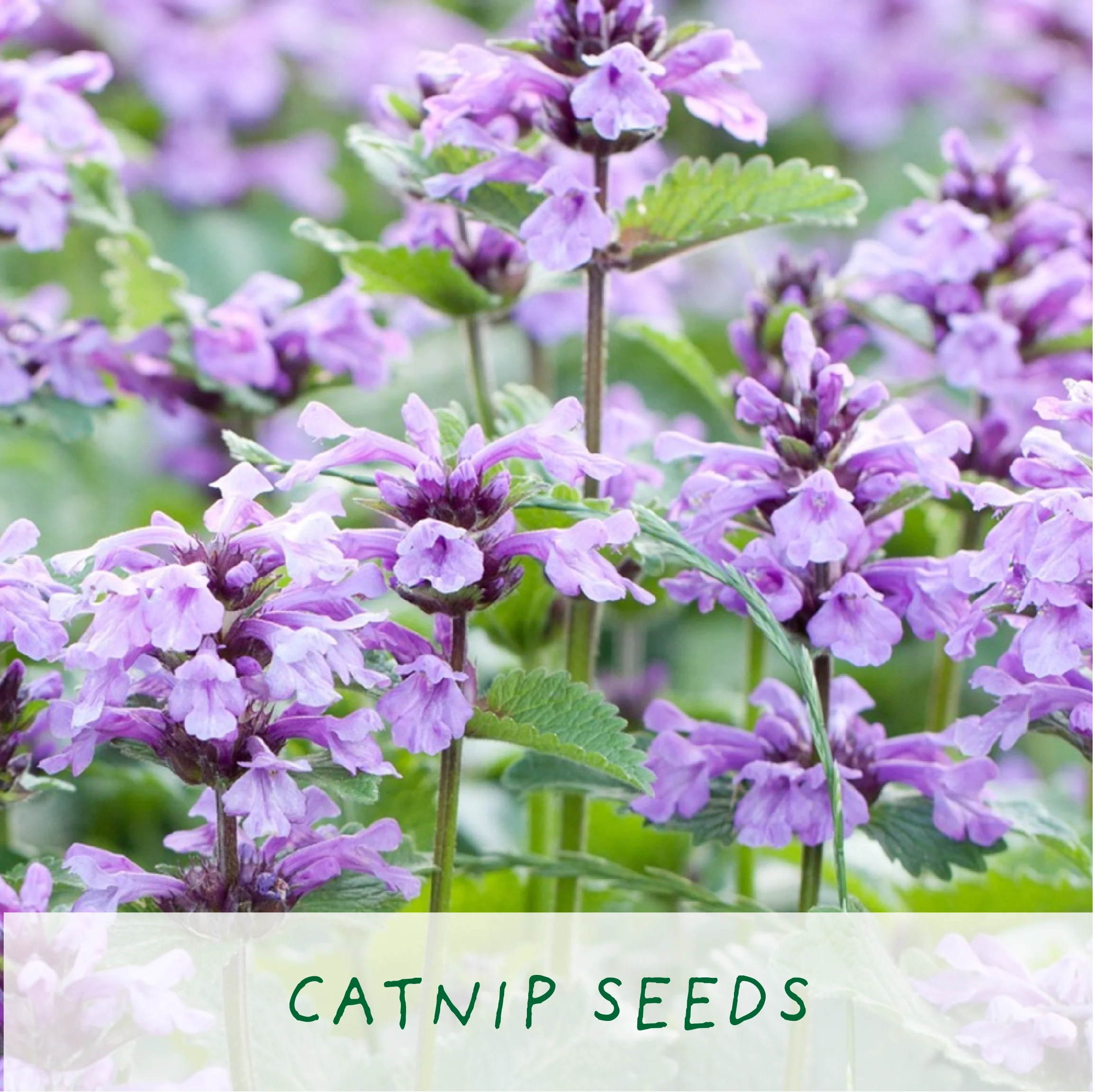 The Plant Gift Co. Purrfect Treat Eco Grow Your Own Plant Kit - Image 7